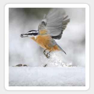 Nuthatch in flight Sticker